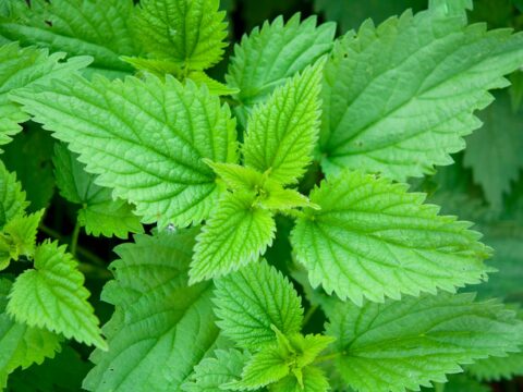 Stinging Nettle – Urtica dioica – AVOID/LOOK FOR