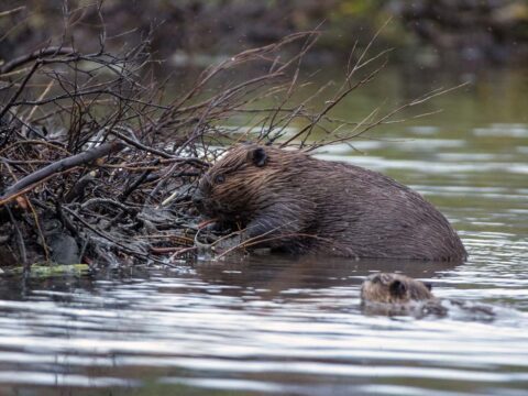 Beaver