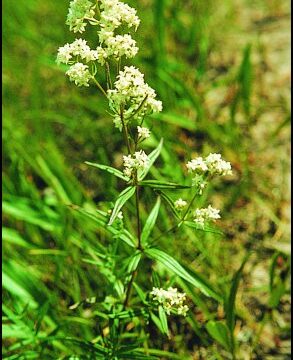 Northern Bedstraw – Galium Boreale -LOOK FOR