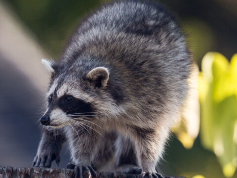 How do Raccoons interact with their environment and humans?