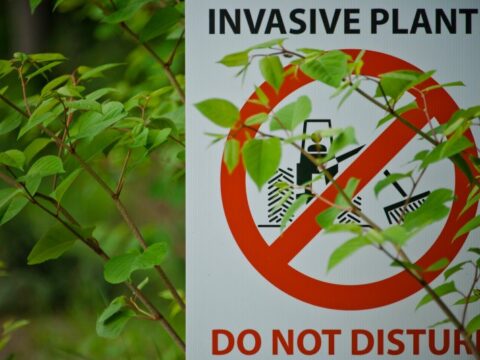 What are invasive species