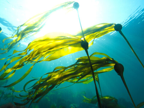 The different species of kelp in British Columbia