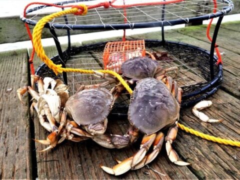 How is climate change affecting marine life in bc?