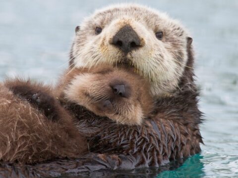 Endangered otters