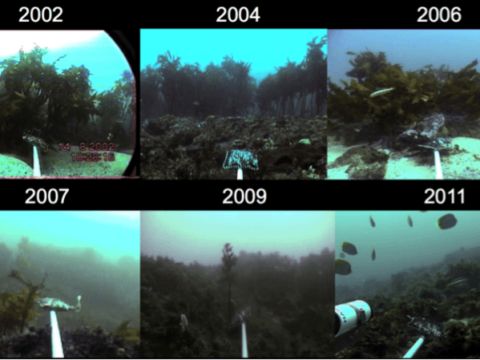 Things affecting the growth of kelp forests