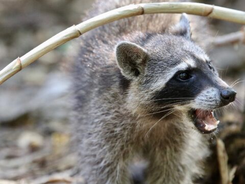 Raccoons Diseases