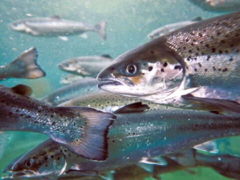 What types of salmon live in BC? Which are being affected?