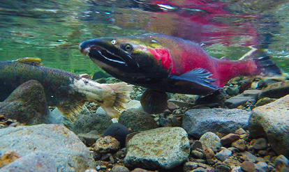 Is climate change affecting salmon in Bowker creek?