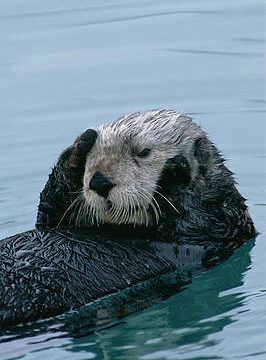 Threats To Sea Otters