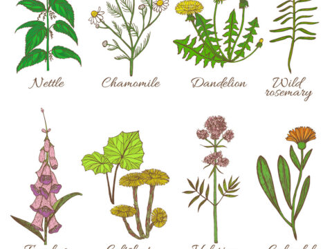 set-of-colored-medicinal-plants-vector-18568565