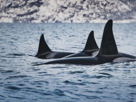 orcas