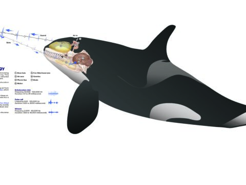 Orca Echolocation Biology