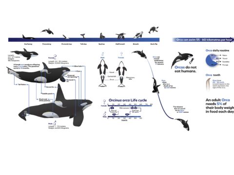 Understanding Orcas