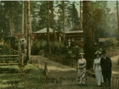 Watch a video about the Japanese Tea Garden at Esquimalt Gorge Park.  

