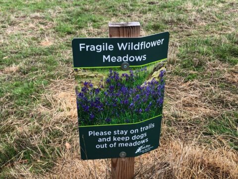 Why are Garry Oak Meadows Important?