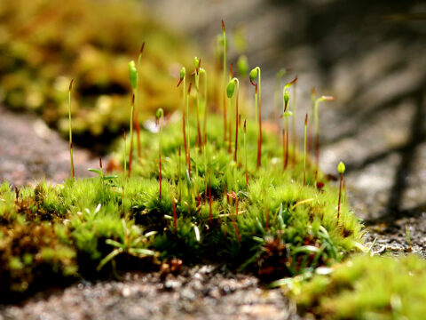 Is moss important?