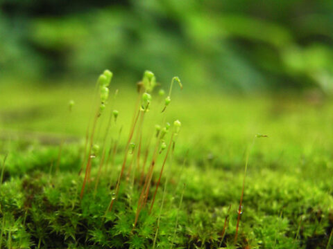 What makes Moss interesting?