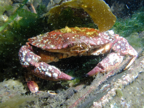 Red Rock Crab -Cancer productus