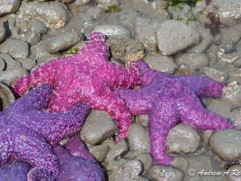 Starfish  -pisaster ochraceus