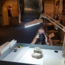 A person taking a photograph of a whale fossil on a table. It is lit by a light overhead.