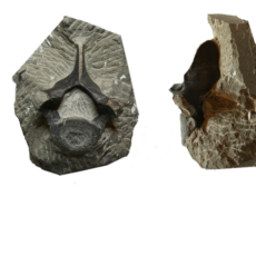 Four different views of the same fossil thoracic vertebra.