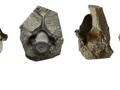 Fossil Thoracic Vertebra