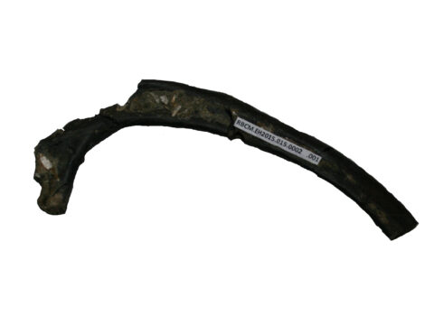 Oligocene Whale Rib