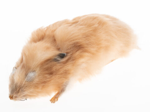 Un Spécimen de Hamster
