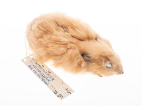 Un Spécimen de Hamster