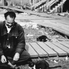 A man in work clothes feeds three stray cats while sitting on the boardwalk in Paldi.