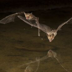 Two superimposed images of bats. One image shows a pallid bat in flight with an upward wing stroke, and the other with a downward stroke.