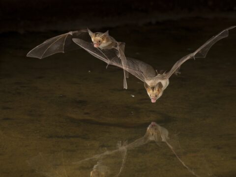 Pallid Bat in Flight