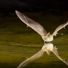 Pallid bat gliding across a body of water with its jaw open, and water dripping from its mouth. The calm water shows a near-perfect reflection of the bat.