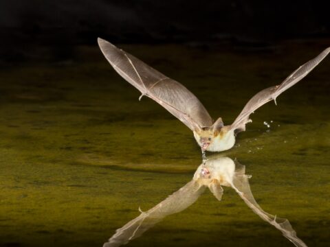 Look at how a pallid bat glides across a body of water to take a drink. 