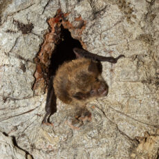 A bat pokes its head out of a crevice in an old-growth tree.