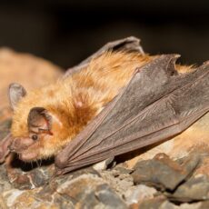 Side profile of a big brown bat on a rock.