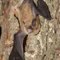 Californian myotis attached to a tree trunk with widespread wings and open mouth.