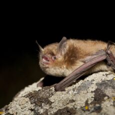 Side profile of little brown myotis sitting on a rock with its mouth open.