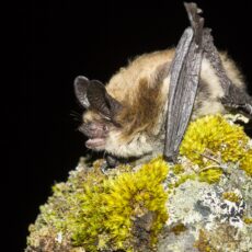 Side profile of a long-eared myotis on a rock with light green moss.