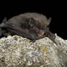 Forward-facing image of long-legged myotis sitting on a rock with lichen.