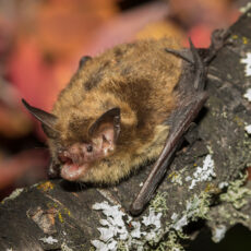 Northern myotis on a tree branch with lichen. Close-up image on its face shows its long ears.
