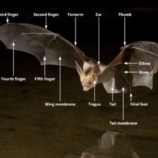 Pallid bat in flight over a surface of water. Labels on the image show the anatomy of the bat.