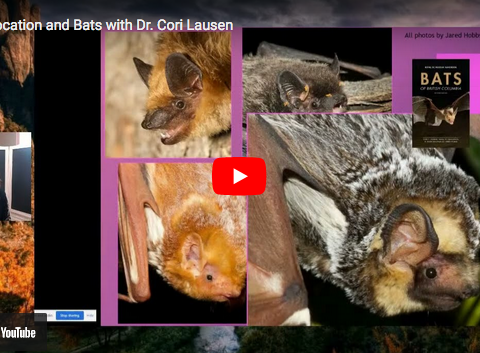Learn how bats echolocate with Dr. Cori Lausen, a bat research and conservation scientist.