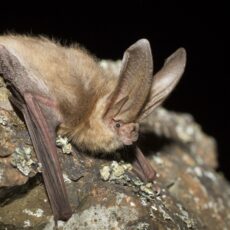 Side profile of a Townsend’s big-eared bat sitting on an angled rock.