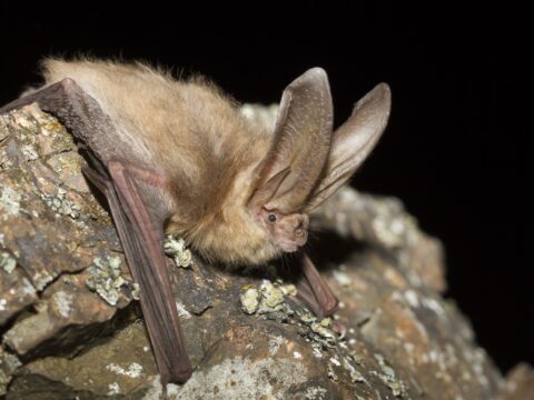 Townsend’s Big-Eared Bat