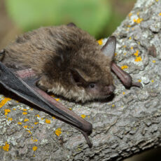 Yuma myotis sitting on a tree branch. Picture taken from above to show the dorsal fur.