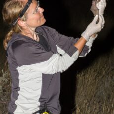 A biologist with a head lamp holds a bat in the dark.