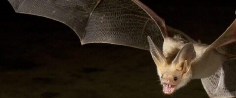 Bats of British Columbia