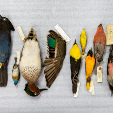 Ten birds of varying shapes and sizes laid out on white foam. Colours range from blue, green, yellow and red (left to right). In the middle there is one spread wing with green.