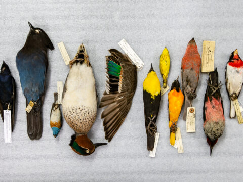 Look at how birds vary in colour, bill shape and size.   